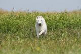 SIBERIAN HUSKY 152